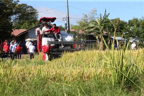 Ph Registers Record High Rice Production In 2023