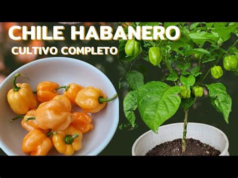 Cultivar chiles habaneros