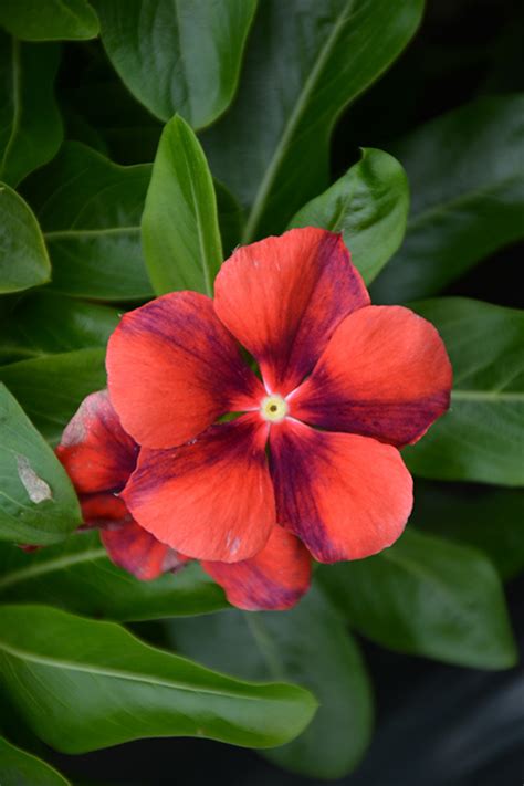 Tattoo Tangerine Vinca Catharanthus Roseus PAS1192835 In Orange