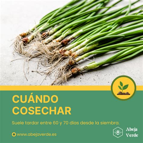 C Mo Cultivar Y Cosechar Cebollas De Ramillete Abeja Verde