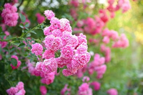 Premium Photo | Pink roses in the garden