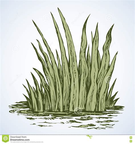 Hierba Verde Gráfico Del Vector Ilustración Del Vector Ilustración De