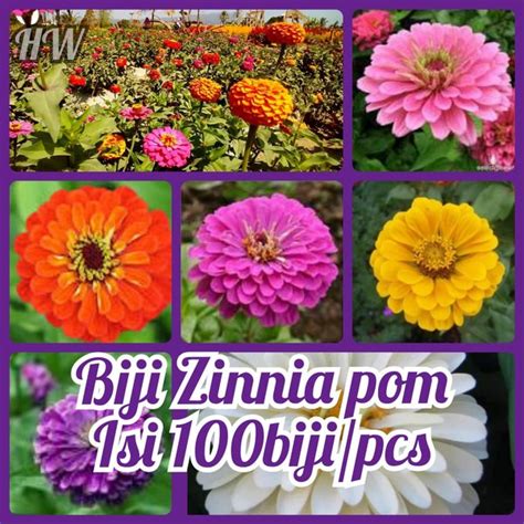 Jual Biji Bunga Zinnia Pom Isi Pcs Flower Seeds Benih Tanaman Hias