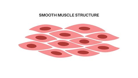 premium vector smooth muscle tissue
