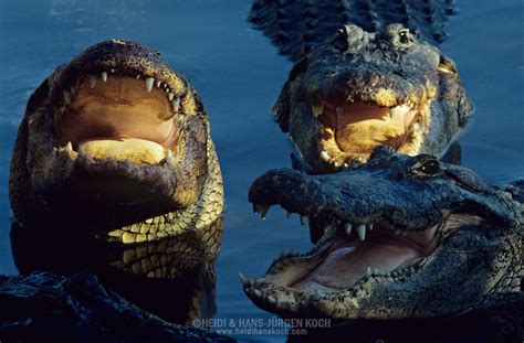 Alligators In Florida Usa Heidi Hans Juergen Koch Archive