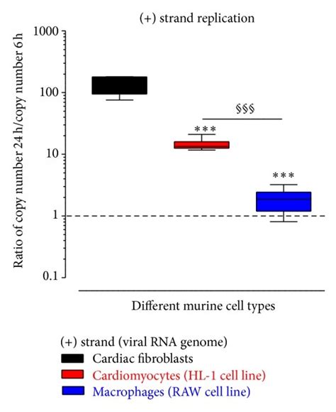 Cvb3 Copy Numbers Of The Viral Rna Genome Strand As Well As The