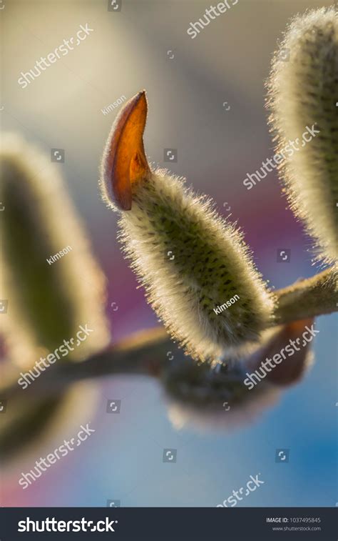 Pussy Willow Pussycat Catkins Classic Beginning Stock Photo Shutterstock