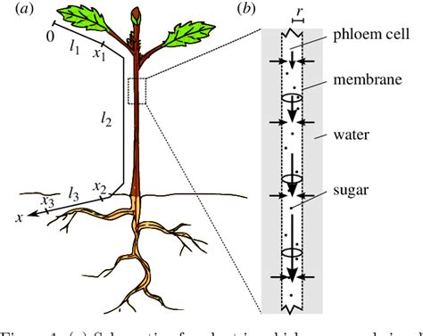 Figure 1 from Optimality of the Münch mechanism for translocation of ...