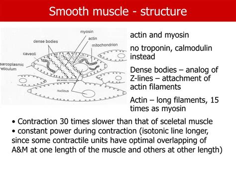 Ppt Muscles Powerpoint Presentation Free Download Id3320044