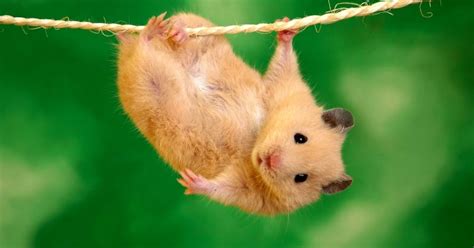 Cute Animal Screensavers | All HD Wallpapers