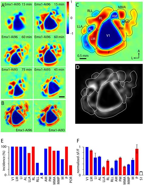 An Extended Retinotopic Map Of Mouse Cortex ELife