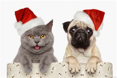 Como Perros Y Gatos En Navidad Perros Perro Gato Gatos