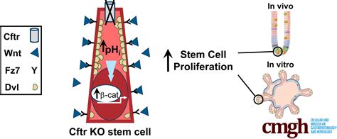 Cftr Modulates Wntβ Catenin Signaling And Stem Cell Proliferation In Murine Intestine