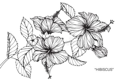 Hibiscus Flower Drawing And Sketch Stock Vector Illustration Of