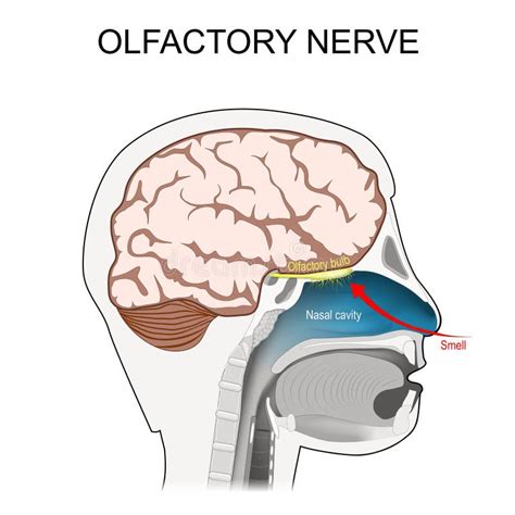 Nervo Olfattivo Posizione Del Primo Nervo Craniale Illustrazione