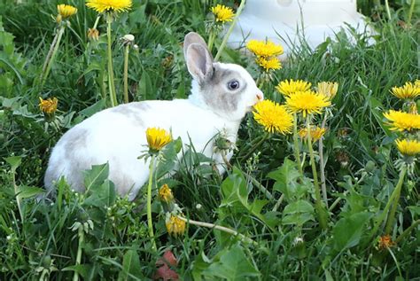 Passion Petits Animaux Elevage De Lapins Cochons D Inde Ballens