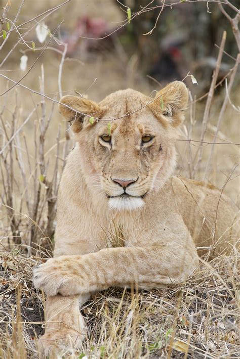 Lioness This Was One Of The Lions In The Pride We Saw One Flickr