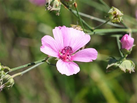 Hanfbl Ttriger Eibisch Althaea Cannabina F R Deinen Garten