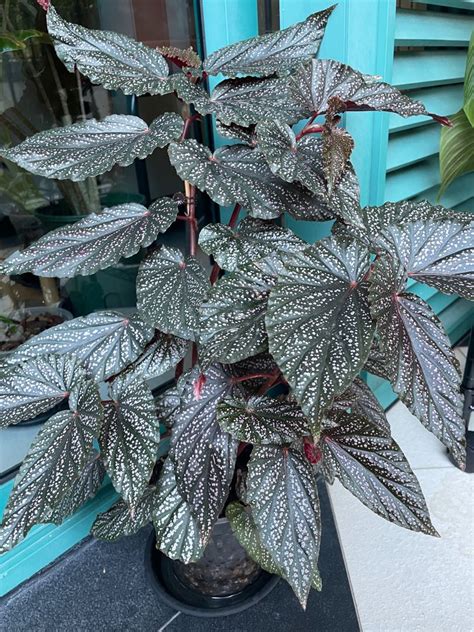 Begonia Benigo Pink Furniture Home Living Gardening Plants Seeds