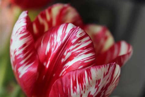 Dicas Para Cultivar Tulipas Rembrandt Idamas News