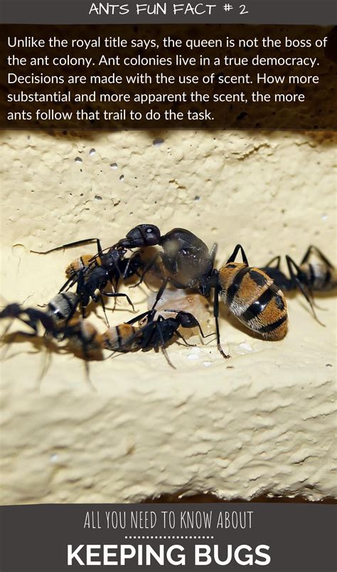 Unlike The Royal Title Says The Queen Is Not The Boss Of The Ant Colony Ant Colonies Live In A