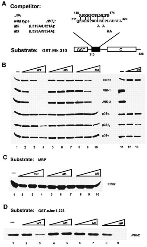 Differential Targeting Of Map Kinases To The Ets‐domain Transcription