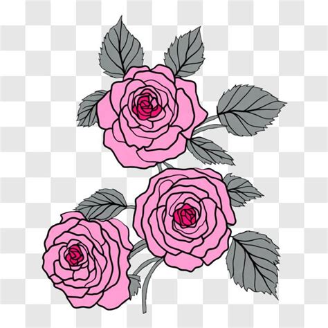 Descarga Hermosas Rosas Rosadas En Plena Floraci N Sobre Un Fondo