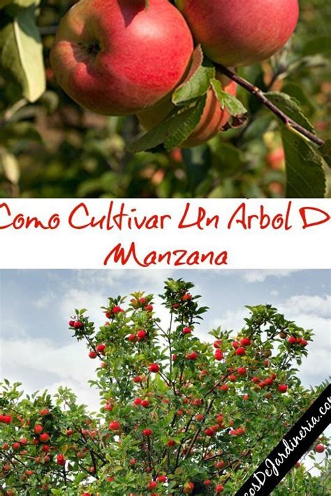 Cultiva tu propio manzano Aprende cómo plantar semillas de manzana