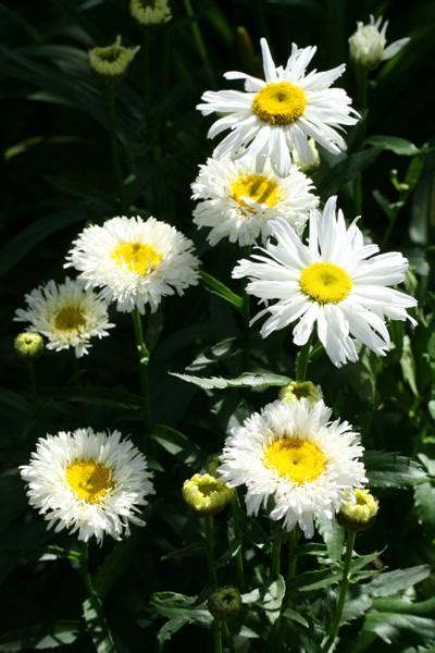 A Bevy Of Blooms Shasta Daisy Crazy Daisy Em S Garden