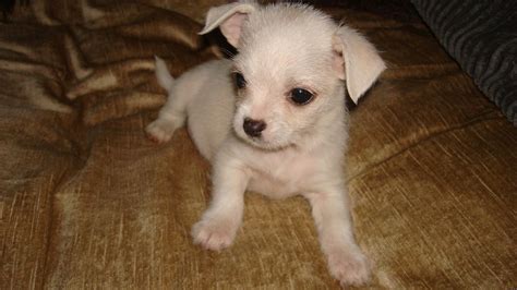 Chihuahua Maltese Mix Puppies Picture - Dog Breeders Guide