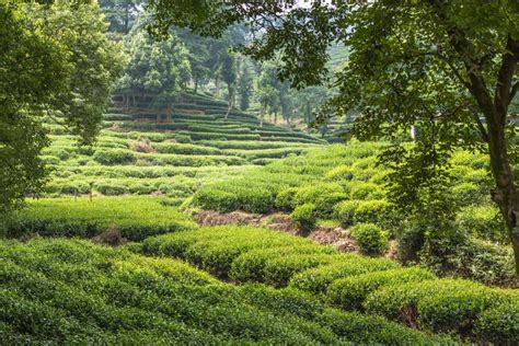 Chinese Plantation of a Tea at Sunrise. Generative AI Stock Image ...