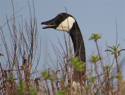 Canada Goose Mouth Open Pea Island Refuge