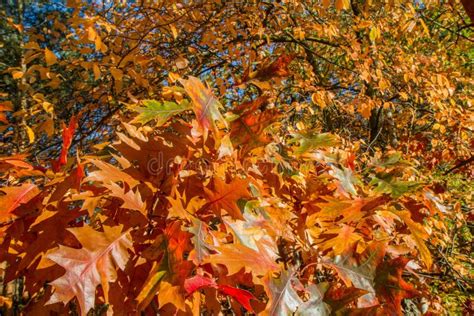 Oak tree leaves stock photo. Image of landscape, path - 164745768