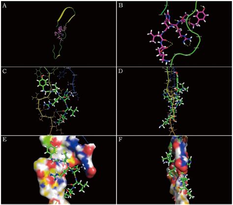 Frontiers The Interaction Of Peptide Inhibitors And A Protein