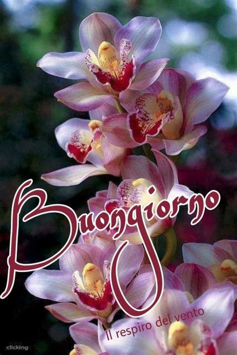 Pin Di Gabriella Capizzi Su Piante E Fiori Auguri Di Buongiorno