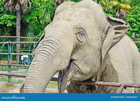 Smiling Elephant Front View Stock Photo Image Of Grey Happy 56527444