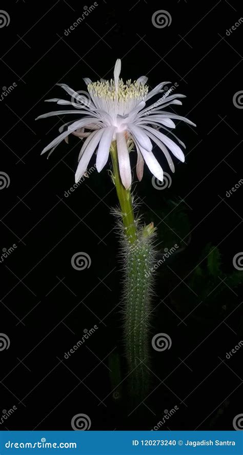 Cereus bloom stock photo. Image of blooming, night, cereus - 120273240