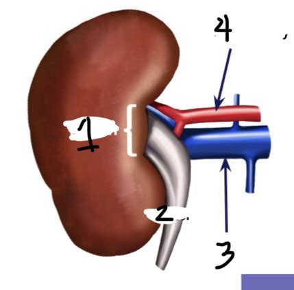 Lec Urinary System Flashcards Quizlet