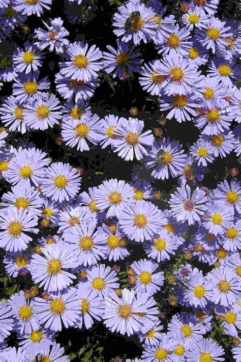 Unlocking the Secrets of Aster Flower Meaning and Symbolism. - SimplyBeyondHerbs