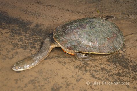 Broad Shelled Turtle Chelodina Expansa Lake Meran Victo Flickr