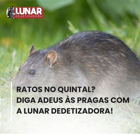 Ratos no Quintal Diga adeus às pragas a Lunar Lunar Dedetizadora