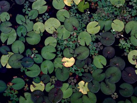 Free Images Water Nature Leaf Flower Pond Green Botany Flora