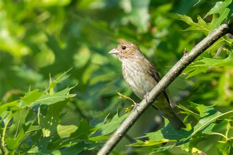 Indigo Bunting Female