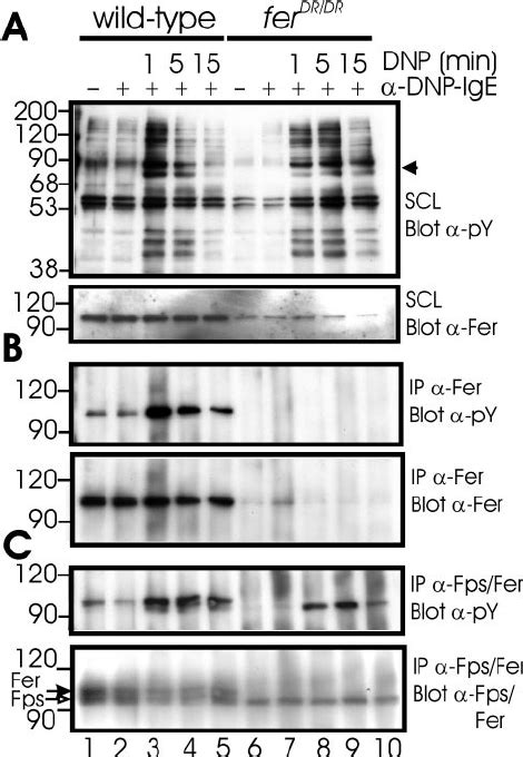 Increased Phosphorylation Of Fer And Fps Kinases Upon Aggregation Of Fc