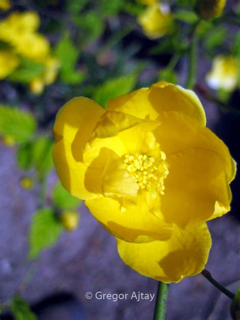 Kerria Japonica Golden Guinea Plantentuin Esveld