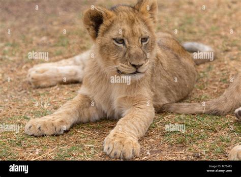 lion cub South africa Stock Photo - Alamy