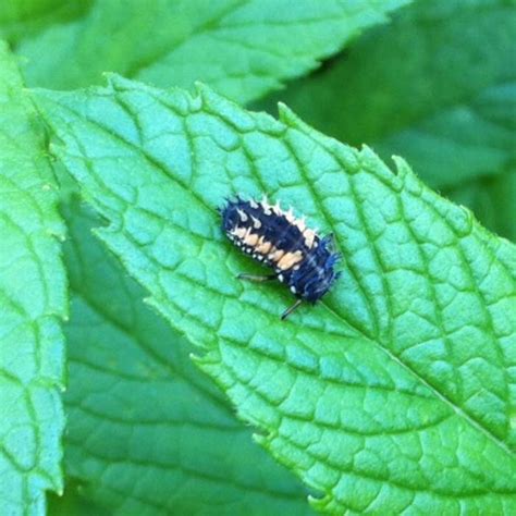 Black Ladybug Larvae