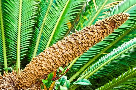 Cycad Fern Seed Stand - Free photo on Pixabay - Pixabay