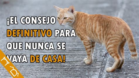 Cómo EVITAR Que Mi Gato Me ABANDONE Consejos Para Que Tu Gato No Se