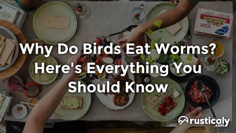 Why Do Birds Eat Worms? Everything You Need To Know